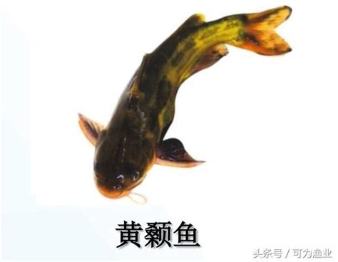 黃顙魚的成魚養殖 每日頭條