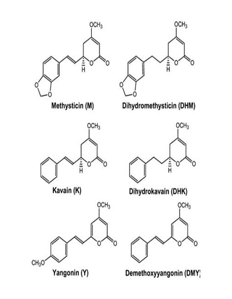 Premium Kava Wholesale | Kava Wholesale Information | Kava.com