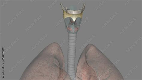 Vidéo Stock thyrohyoid membrane connects the thyroid cartilage to the ...