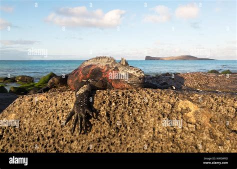 Marine Iguana Amblyrhynchus Cristatus Male In Mating Colours On A