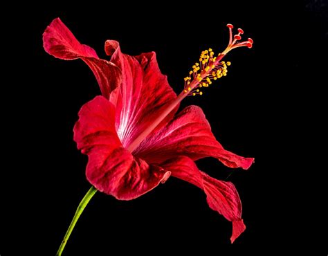 Red Hibiscus Flowers Pictures Varieties And Uses Hubpages