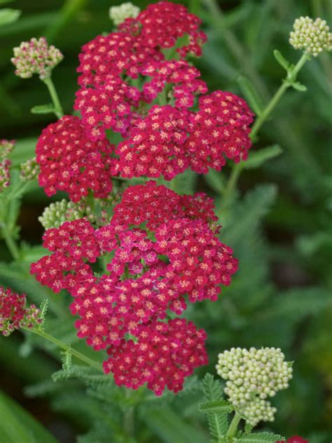 Achillea Millefolium Red Velvet Red Velvet Yarrow World Of