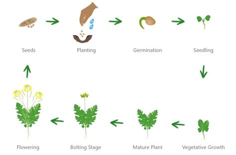 Arugula Growing Guide Care Harvest Homegrown Outlet