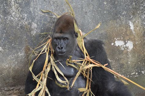 7 Interesting Things To Do In Douala Cameroon Explanders