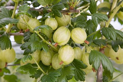 Kruisbessen Stekken In De Winter Zo Pak Je Dat Aan Gardeners World