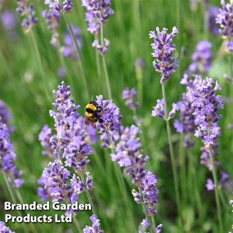 Lavender Hidcote Plants Thompson And Morgan