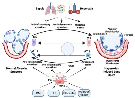 Schematic Diagram Illustration Of The Role Of Mscs And Secretion Of