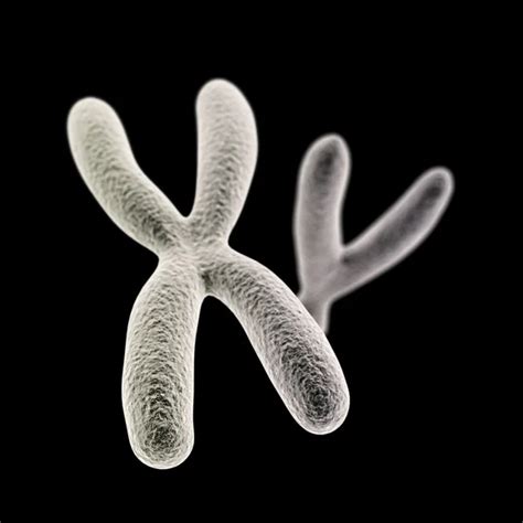 X chromosome with DNA helix inside and Y on the black background ...