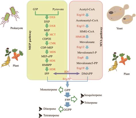 Progress In The Metabolic Engineering Of Yarrowia Lipolytica For The