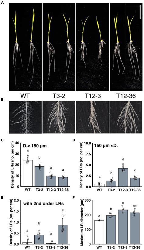 Lateral Roots