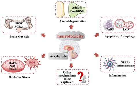 Frontiers The Mechanism Of Acrylamide Induced Neurotoxicity Current