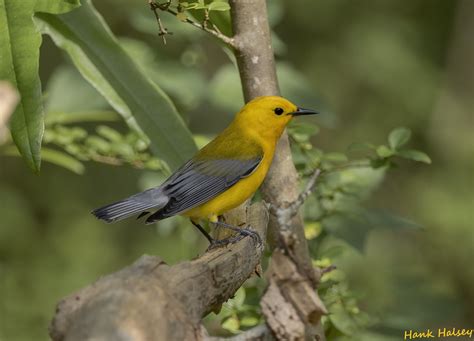 Prothonotary Warbler Hank Halsey Flickr