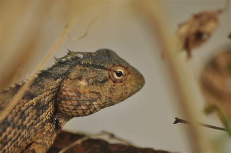 Animal Jardin Oriental Lézard Photo gratuite sur Pixabay Pixabay