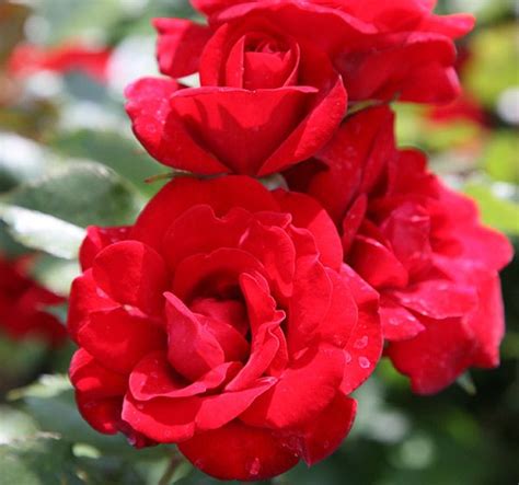 Rosa Ruby Anniversary Harbonny Pbr Rose Ruby Anniversary