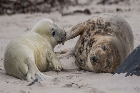 Visitare L Isola Di Helgoland In Germania Emotion Recollected In