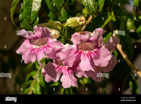 Gole Pelose Immagini E Fotografie Stock Ad Alta Risoluzione Alamy