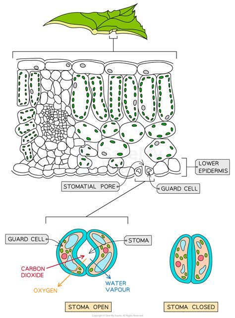 Structure Of A Leaf Wjec Gcse Biology Revision Notes 2018