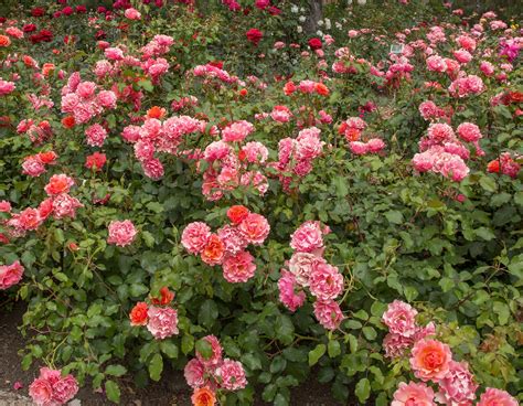 Tequila® Supreme Star® Roses And Plants