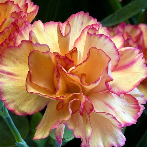 Гвоздика | Любимые цветы