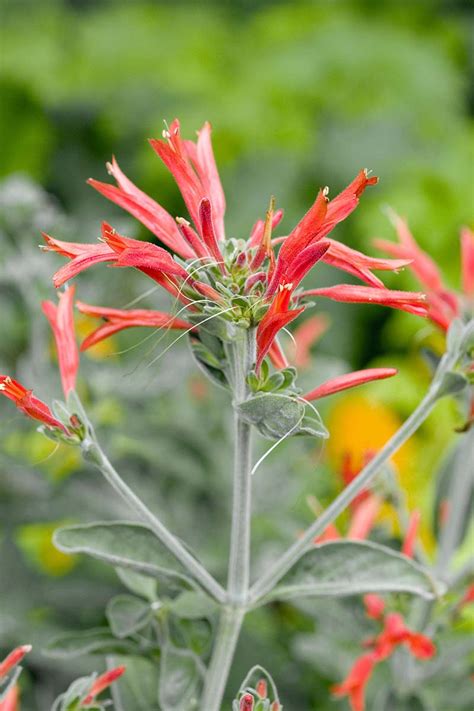 How to Grow Hummingbird Plants (Firecracker Plants)