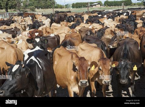 Domestic Cattle Jersey And Jersey Crossbreed Dairy Cows Herd Coming