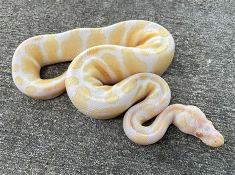 Albino Ball Python for Sale | Buy Python Babies,Diet Online | Reptile Base