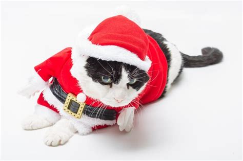 Premium Photo Close Up Of Cat Wearing Santa Claus Costume Over White