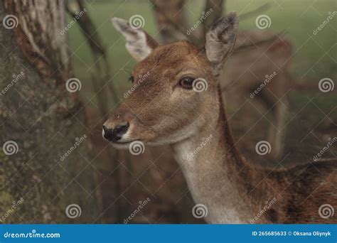 Close Up Portrait Of Roe Deer Young Brown Roe Deer Looks Into The Lens