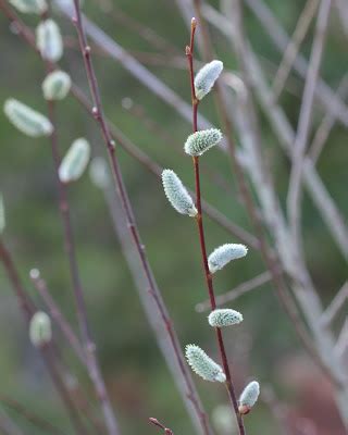 Red House Garden Pussy Willows To The Rescue For Precocious Pollinators