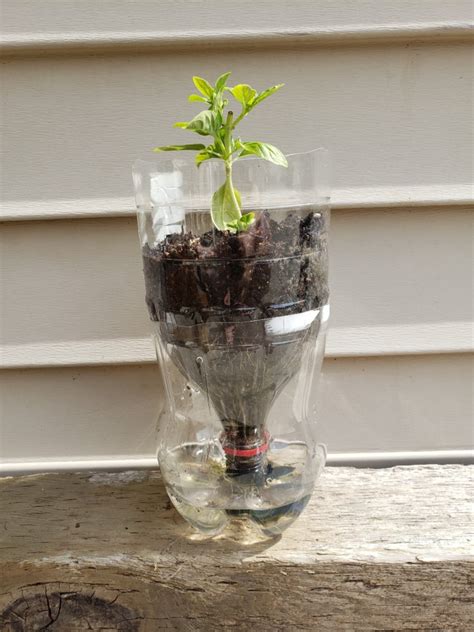 Self-Watering Planter - Science World