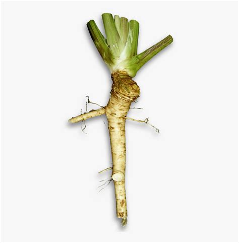 Wasabi Plant Vs Horseradish - Horseradish Transparent, HD Png Download ...