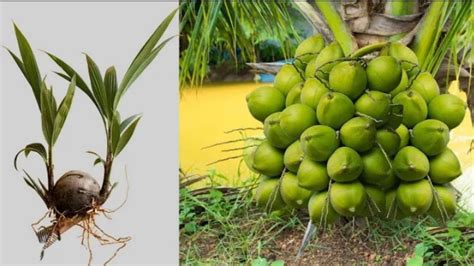 Discover How Coconut Tree Grow Faster With Grafting How To Grow