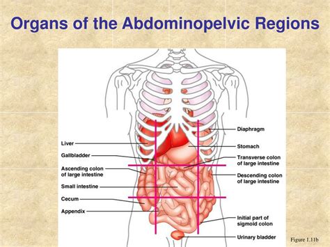 Ppt The Human Body Body Cavities Powerpoint Presentation Free Download Id 274759