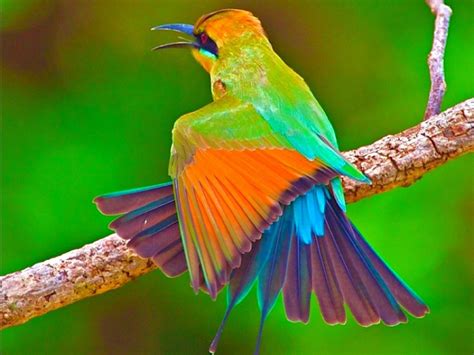 beautiful rainforest birds  beautiful birds beaut vrogueco
