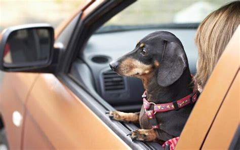 Por Que Levar O Cachorro No Carro Pode Te Custar Bem Caro