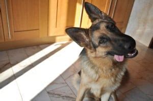 10 Useful German Shepherd Training Tips – Top Dog Tips