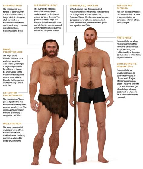 Neanderthal V Homosapien Neanderthal Human Evolution Human