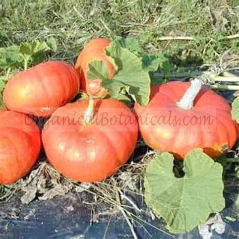 Cinderella Pumpkins Organic Seed Organical Botanicals