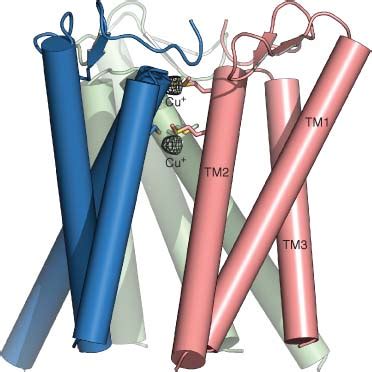 HighAffinity Copper Transporter Ctr1 Yuan Major Reference Works