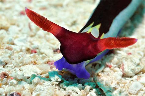 Nembrotha Foto Stok Potret And Gambar Bebas Royalti Istock