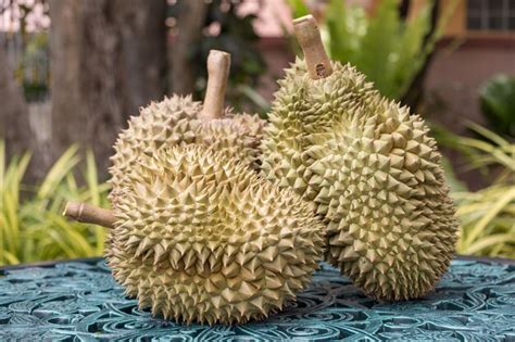 Premium Photo Durian In Background Long Stem Or Kan Yao Durian