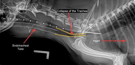 Dog Enlarged Heart Collapsed Trachea At Donna Perez Blog