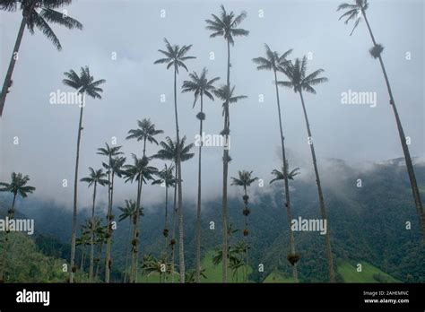 Palmas De Cera Ceroxylon Quindiuense En Las Palmas El Más Alto Del