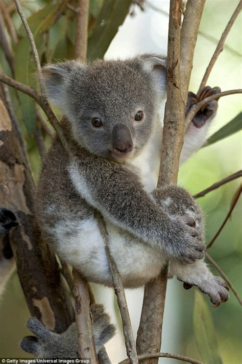 Koalas Sex Lives Revealed After Marsupials Are Fitted With Gps Tracking Devices Daily Mail Online