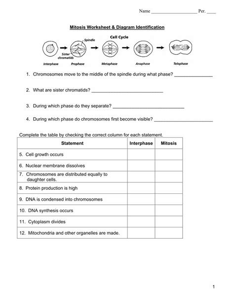 Mitosis Worksheets And Diagram Identification