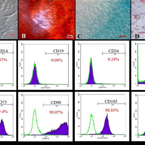 Isolated Mscs From The Human Umbilical Cord Displayed The Msc Phenotype