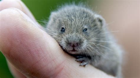 The Productive Vole | Critter Science