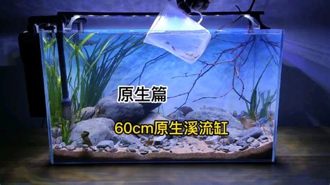 代号760cm清新风格的原生溪流缸造景教程 哔哩哔哩 bilibili