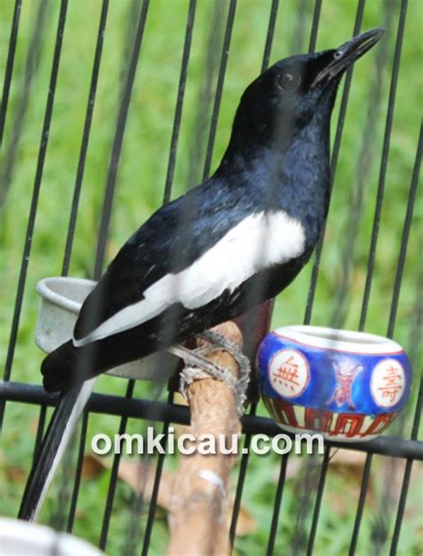 Foto Foto Kacer Jawara Di Indonesia Kicau Burung Mania