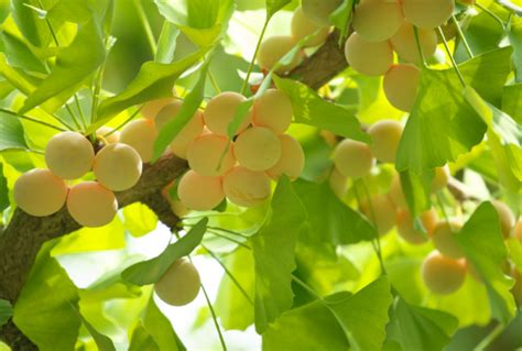 Ginkgo Biloba Ginko Gingko Maidenhair Tree